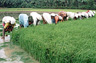 elavally kara padam
